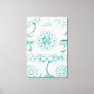 Jellyfish, Discomedusae  by Ernst Haeckel Canvas Print