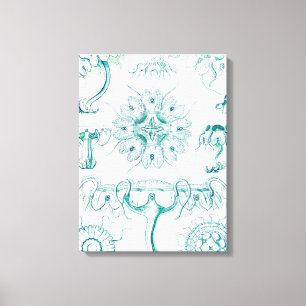 Jellyfish, Discomedusae by Ernst Haeckel Canvas Print