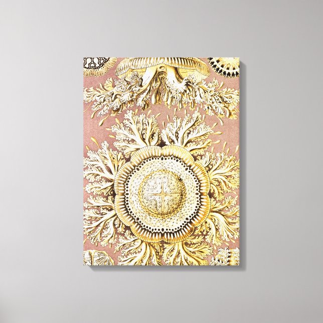 Jellyfish, Discomedusae  by Ernst Haeckel Canvas Print (Front)