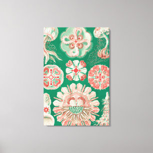 Jellyfish, Discomedusae by Ernst Haeckel Canvas Print