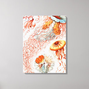 Jellyfish, Discomedusae  by Ernst Haeckel Canvas Print