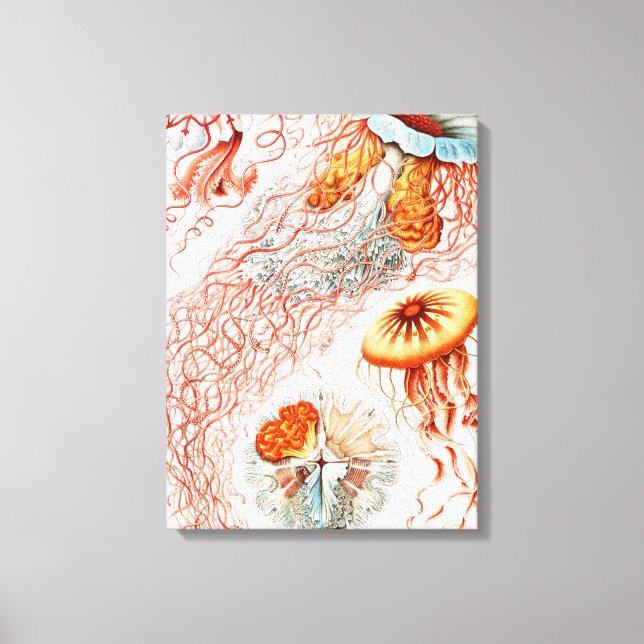 Jellyfish, Discomedusae  by Ernst Haeckel Canvas Print (Front)