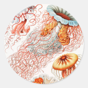 Jellyfish, Discomedusae by Ernst Haeckel Classic Round Sticker