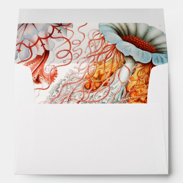 Jellyfish, Discomedusae  by Ernst Haeckel Envelope (Back (Bottom))