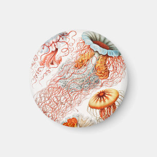 Jellyfish, Discomedusae by Ernst Haeckel Magnet