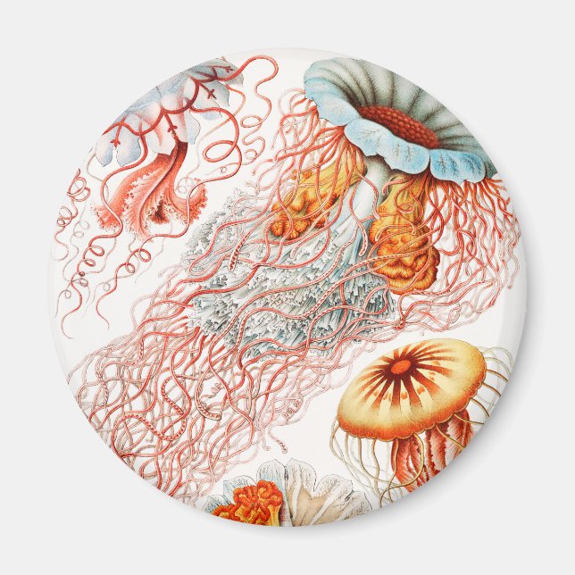 Jellyfish, Discomedusae by Ernst Haeckel Magnet (Front)