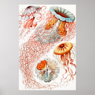 Jellyfish, Discomedusae by Ernst Haeckel Poster
