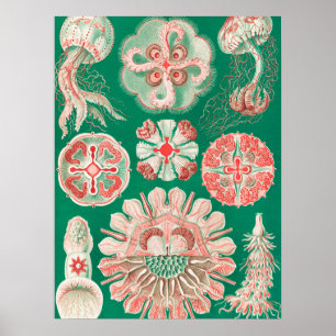 Jellyfish, Discomedusae by Ernst Haeckel Poster