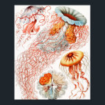 Jellyfish, Discomedusae by Ernst Haeckel Poster<br><div class="desc">Jellyfish,  Discomedusae Scheibenquallen by Ernst Haeckel Poster</div>