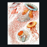 Jellyfish, Discomedusae by Ernst Haeckel Poster<br><div class="desc">Jellyfish,  Discomedusae Scheibenquallen by Ernst Haeckel Poster</div>