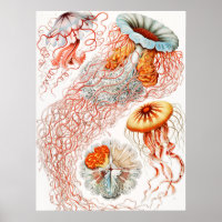 Jellyfish, Discomedusae by Ernst Haeckel