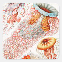 Jellyfish, Discomedusae by Ernst Haeckel