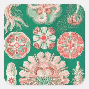 Jellyfish, Discomedusae by Ernst Haeckel Square Sticker