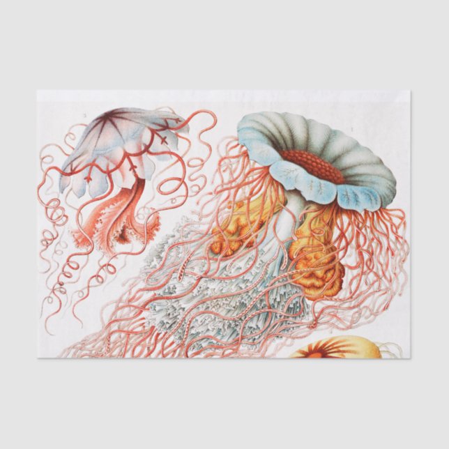 Jellyfish, Discomedusae by Ernst Haeckel Tissue Paper (Front)