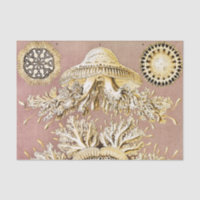 Jellyfish, Discomedusae by Ernst Haeckel
