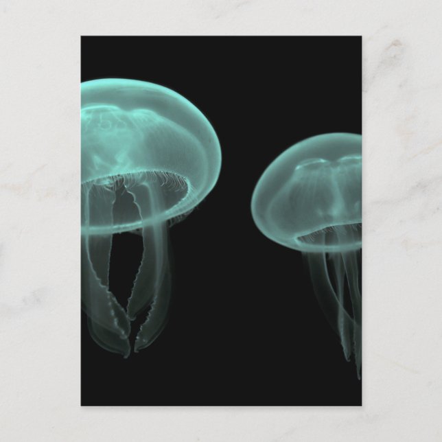 jellyfish fish custom personalise Anniversaries Postcard (Front)