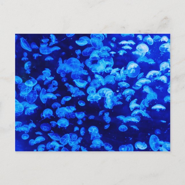 Jellyfish in Deep Blue Sea Postcard (Front)