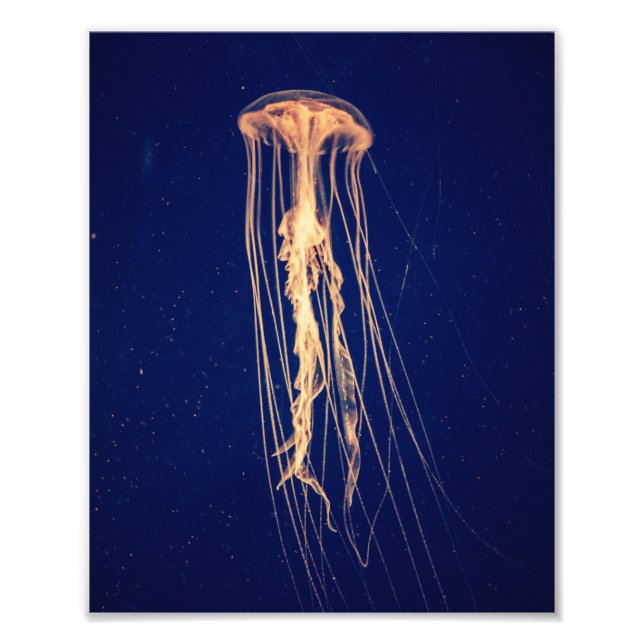 Jellyfish in Vibrant Colour | Photo Print (Front)
