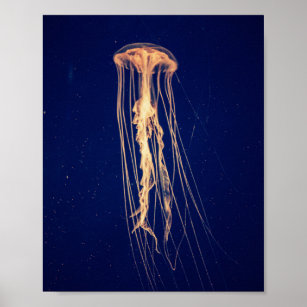 Jellyfish in Vibrant Colour   Poster