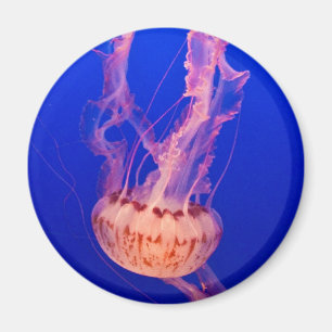 Jellyfish Magnet