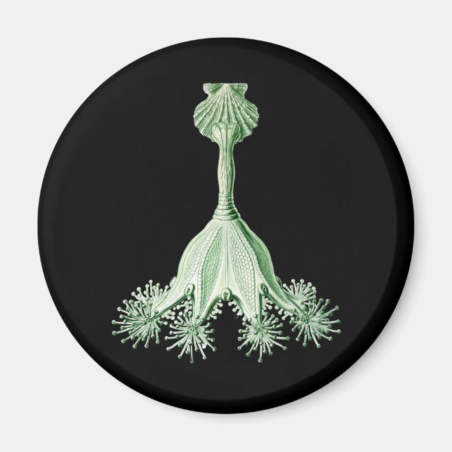 Jellyfish Magnet (Front)