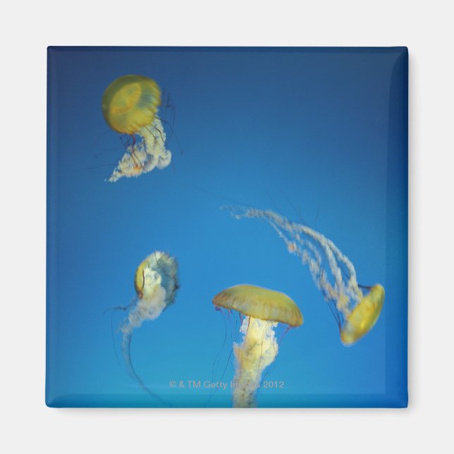 Jellyfish Magnet (Front)
