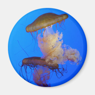 Jellyfish Magnet