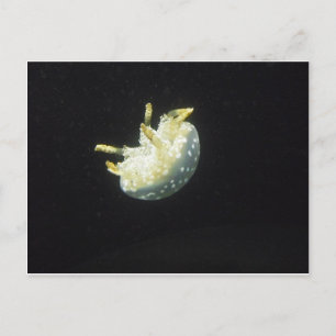 Jellyfish Postcard