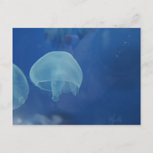 jellyfish postcard