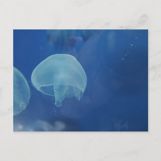 jellyfish postcard