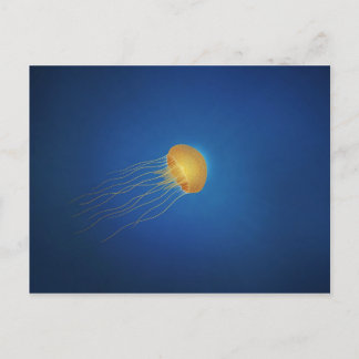 Jellyfish Postcard