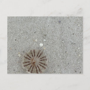 Jellyfish  postcard