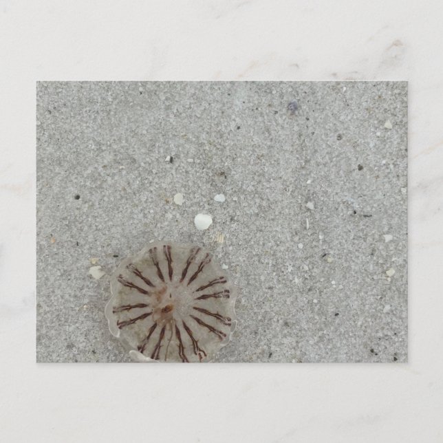 Jellyfish  postcard (Front)