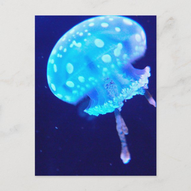 Jellyfish Postcard (Front)