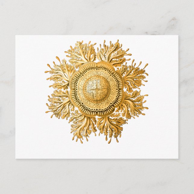 Jellyfish Postcard (Front)