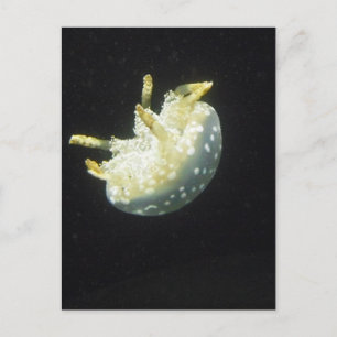Jellyfish Postcard