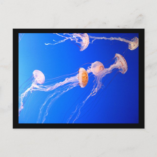 Jellyfish Postcard (Front)