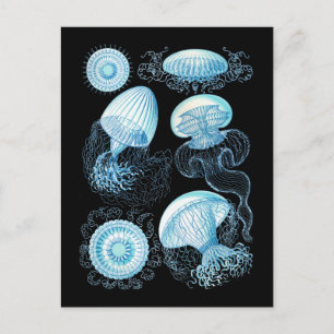 Jellyfish Postcard