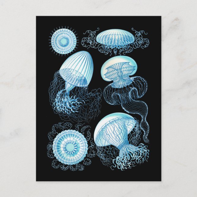 Jellyfish Postcard (Front)
