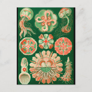 Jellyfish Postcard