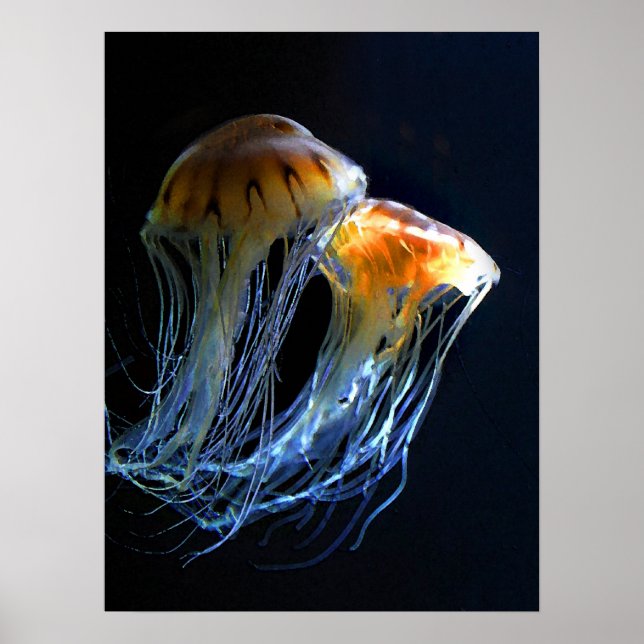 Jellyfish Poster (Front)