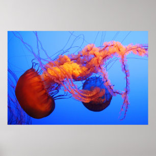 Jellyfish Poster