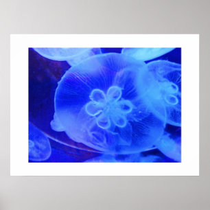 Jellyfish Poster