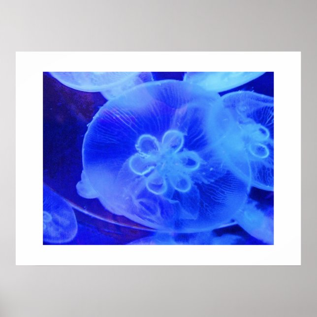 Jellyfish Poster (Front)