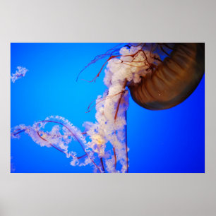 Jellyfish Poster