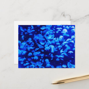 Jellyfish, Sea Animals, Sea Life, Ocean Animals Postcard