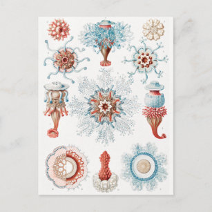 Jellyfish, Siphonophorae Staatsquallen Marine Life Postcard