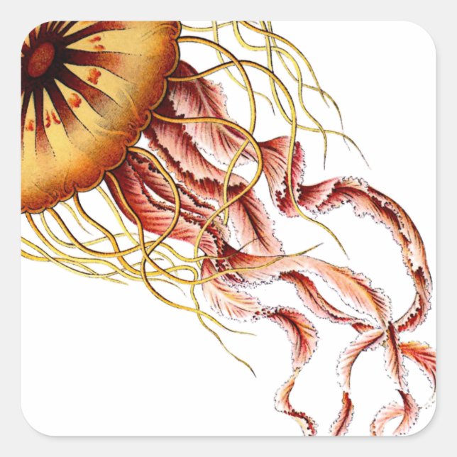 jellyfish square sticker (Front)