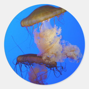 Jellyfish Sticker