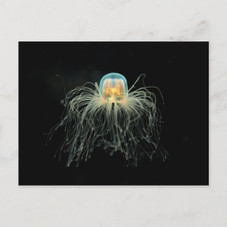 Jellyfish (turritopsis nutricula) postcard